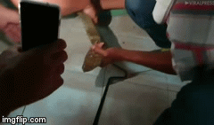 Video‌: Rùng mình cảnh tay không bắt rắn hổ mang chúa 