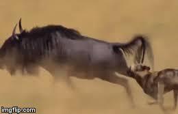 Video: Linh cẩu hạ gục linh dương trong 