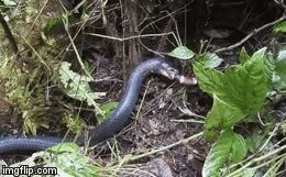 Cuộc chiến 2 loài rắn độc: Hổ mang chúa hạ sát, nuốt chửng rắn san hô trong