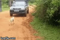 Video: Màn thoát thân kỳ diệu của chó nhà trước nanh vuốt báo hoa mai 