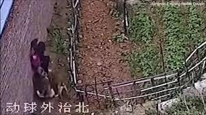 Video: Xót xa khi đàn chó lao vào tấn công bé gái