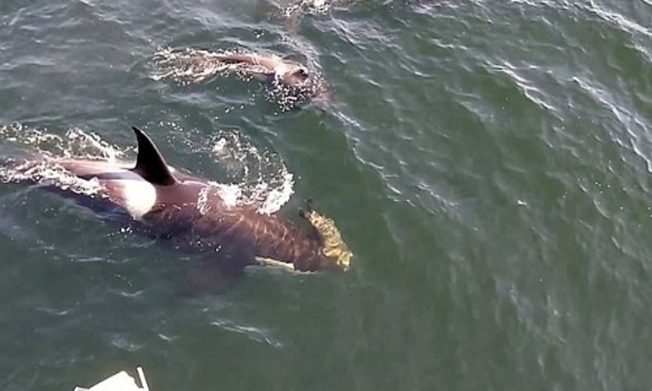 Video: Gia đình cá voi sát thủ ngoạm chặt hải cẩu chơi đùa sát thuyền