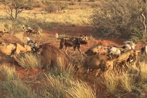 Video: Đàn chó hoang lao vào cắn xé con mồi khiến người xem rùng mình