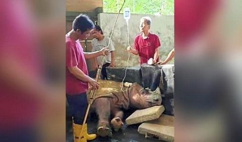 Loài tê giác hai sừng chính thức tuyệt chủng trong tự nhiên tại Malaysia