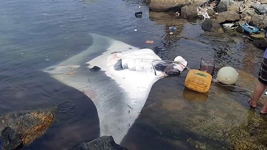 Quảng Ngãi: Ngư dân Lý Sơn bắt được cá đuối 