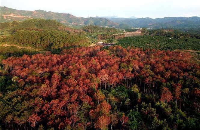 Lâm Đồng: Bắt ba nghi can đầu độc 3.000 cây thông hàng chục năm tuổi