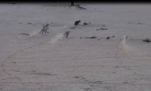 Video: Dính đòn của sư tử, linh cẩu vẫn thoát chết ngoạn mục 