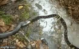 Video: Sở hữu nọc độc ghê gớm nhất thế giới, rắn chúa vẫn bị kẻ chuyên ăn thịt rắn sát hại