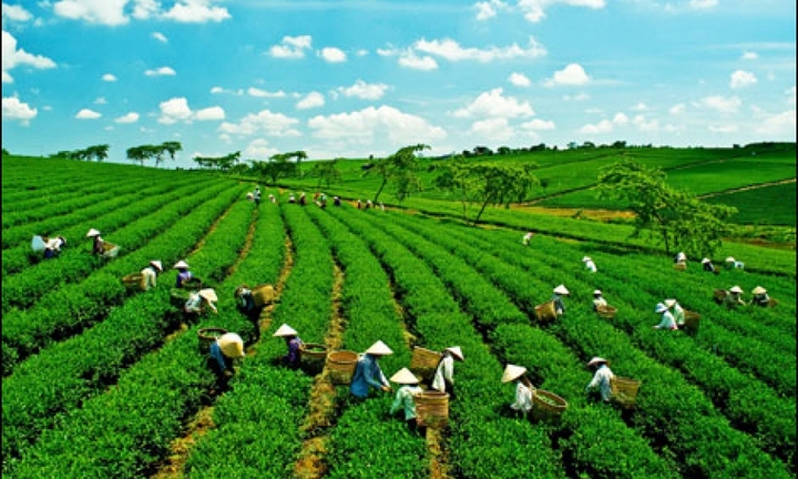 Geofarmer hệ thống giám sát và phản hổi trong các dự án phát triển nông nghiệp (Kỳ II)