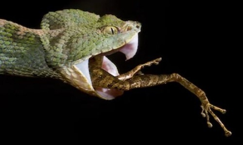 Video: Rắn mi mắt kịch độc đoạt mạng dơi bằng nhát cắn tử thần