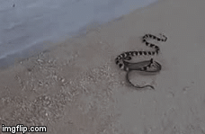 Cuộc chiến sinh tồn: Rắn vua tung tuyệt chiêu danh bất hư truyền đoạt mạng rắn chuột