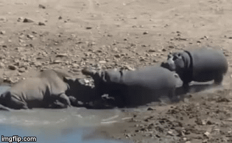 Cuộc chiến sinh tồn: Cả gan chọc tức tê giác, hà mã phải trả giá đắt