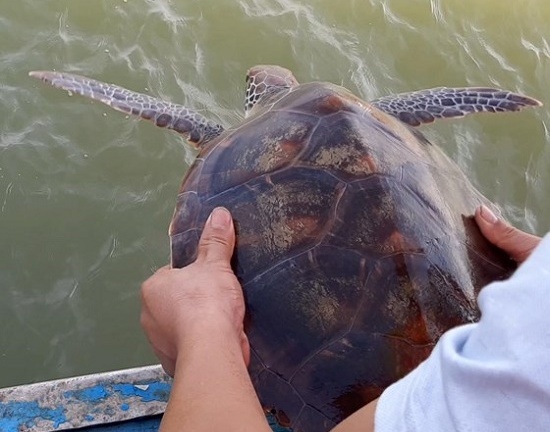 Ngư dân Nghệ An từ chối 250 triệu đồng, quyết thả đồi mồi dứa quý hiếm về biển