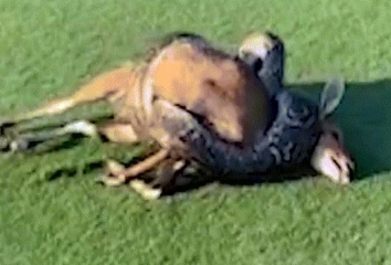 Video: Cái kết bất ngờ khi trăn gấm quằn quại siết chết chó mực