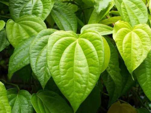 Lá trầu không và những lợi ích làm đẹp ít người biết đến