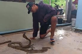 Video: Liều mạng khi tay không thuần phục rắn hổ mang hung hữ 