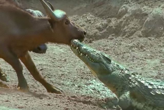 Video: Lao lên bờ cắn trâu rừng, cá sấu nhận cái kết đau đớn