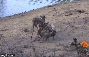 Video: Linh dương giãy giụa hoảng loạn vì bị bầy chó hoang ăn tươi nuốt sống