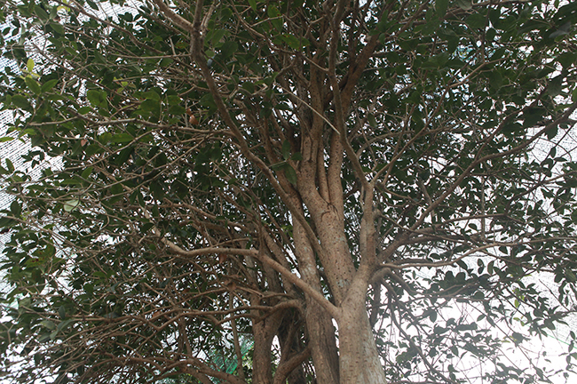 Cận cảnh 2 cây mộc hương quý khách trả 3 tỷ chủ vẫn chưa chịu bán 