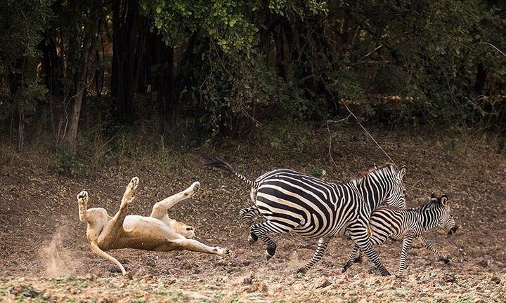 Video: Ngựa vằn tung cước đá trúng mặt sư tử 