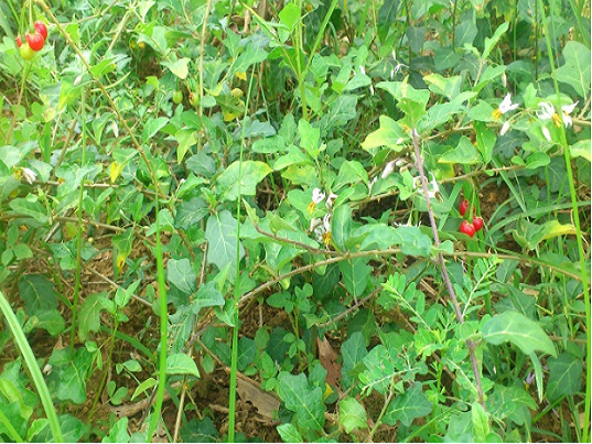 Sự thật về Cà gai leo giải độc gan có đúng như tin đồn