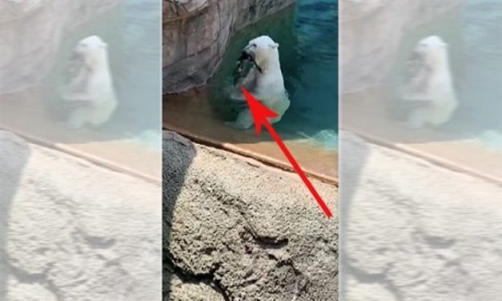 Video: Hãi hùng gấu Bắc Cực ăn sống vịt trong vườn thú 
