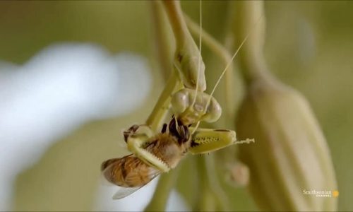 Video: Bọ ngựa phục kích tấn công ong thợ