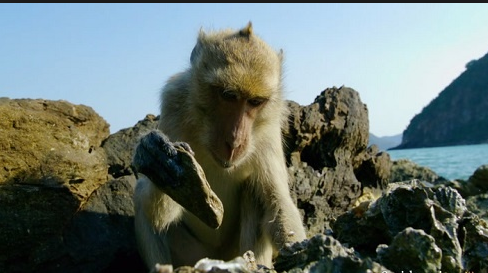 Video: Ngỡ ngàng trước sự thông minh của khỉ dùng đá đập vỏ để ăn hàu