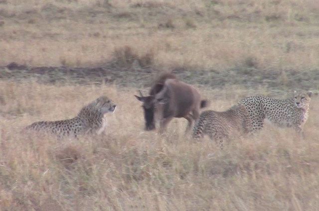 Video: Bò mẹ dũng mãnh đối đầu đàn chó sói để bảo vệ xác con