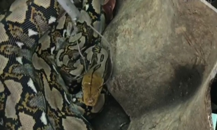 Video: Trăn “khủng” dài 4 mét bị tóm gọn sau khi nuốt thỏ