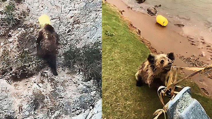 Video: Mải mê lùng sục thức ăn, gấu bị mắc kẹt đầu vào xô nhựa