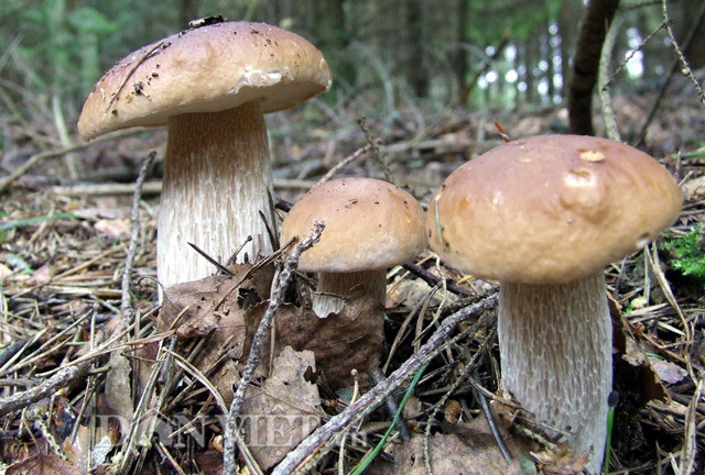 Gần triệu 1kg nấm gan bò Đạt Lạt, chị em tranh nhau đặt mua