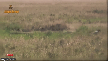 Video: Báo đốm nhận cái kết ê chề khi tấn công lợn rừng 