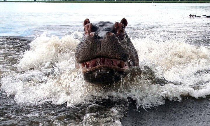 Video: Hà mã mẹ đuổi bầy cá sấu để bảo vệ xác con