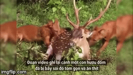 Video: Bầy sói đỏ hung tợn tóm gọn hươu đốm đáng thương