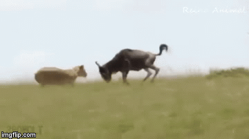 Video: Linh dương đơn độc chiến đấu ác liệt với sư tử