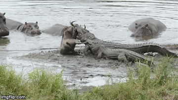 Video: Hà mã vùng lên cứu linh dương thoát khỏi hàm răng cá sấu