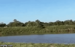 Video: Linh dương đầu bò nhảy như bay qua đầu 2