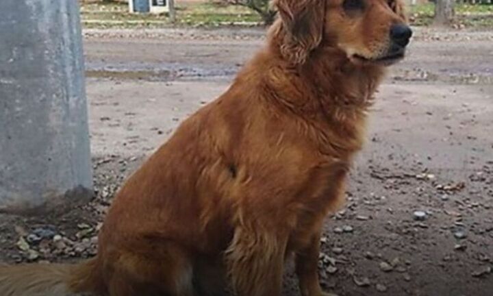 Chú chó trung thành đứng đợi chủ cả năm trời ngoài đồn cảnh sát