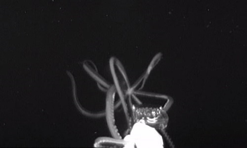 Video: Mực khổng lồ dài gần 4m lộ diện ở đáy vịnh Mexico