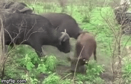 Video: Đàn trâu rừng rầm rập kéo đến giải cứu nghé con thoát khỏi nanh vuốt 3 con sư tử