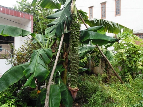 Chiêm ngưỡng những buồng chuối khủng 