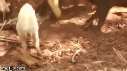 Cuộc chiến sinh tồn: Trăn 