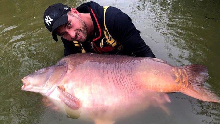 Video: Cận cảnh con cá chép 