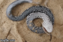 Video: Cận cảnh chú rắn xảo quyệt lè lưỡi giả chết đánh lừa kẻ thù