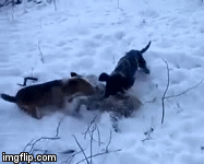 Video: Cận cảnh hai con chó săn truy đuổi, xé xác cáo tinh ranh