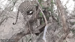 Video: Báo hoa mai giết chết hà mã rồi lôi xác lên cây cao ăn thịt