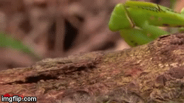 Video: Bọ ngựa hạ sát chú rắn nhỏ gây choáng váng