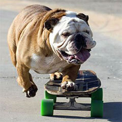 Video: Chú chó có khả năng trượt ván siêu đẳng