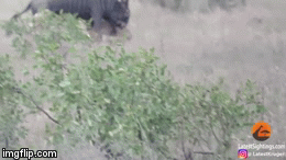 Cuộc chiến sinh tồn: Linh dương đầu bò phản đòn húc thủng bụng sư tử